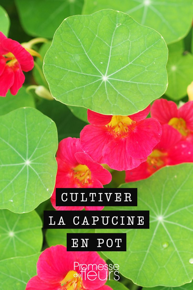 Grow nasturtium in a pot for an abundance of flowers! Nasturtium