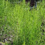 How to prepare horsetail decoction? Our single and effective recipe