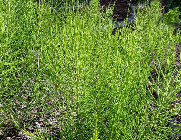 How to prepare horsetail decoction? Our single and effective recipe
