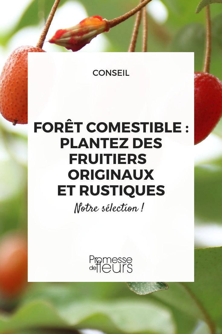 Eleagnus multiflora in the garden and forest