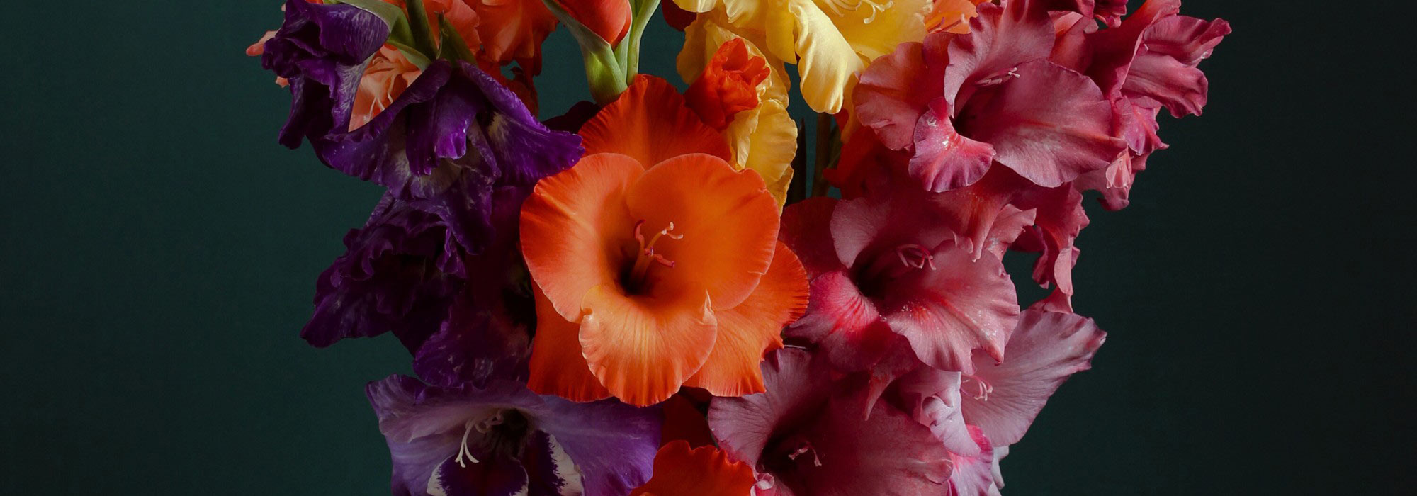 The best gladioli for cut flower arrangements