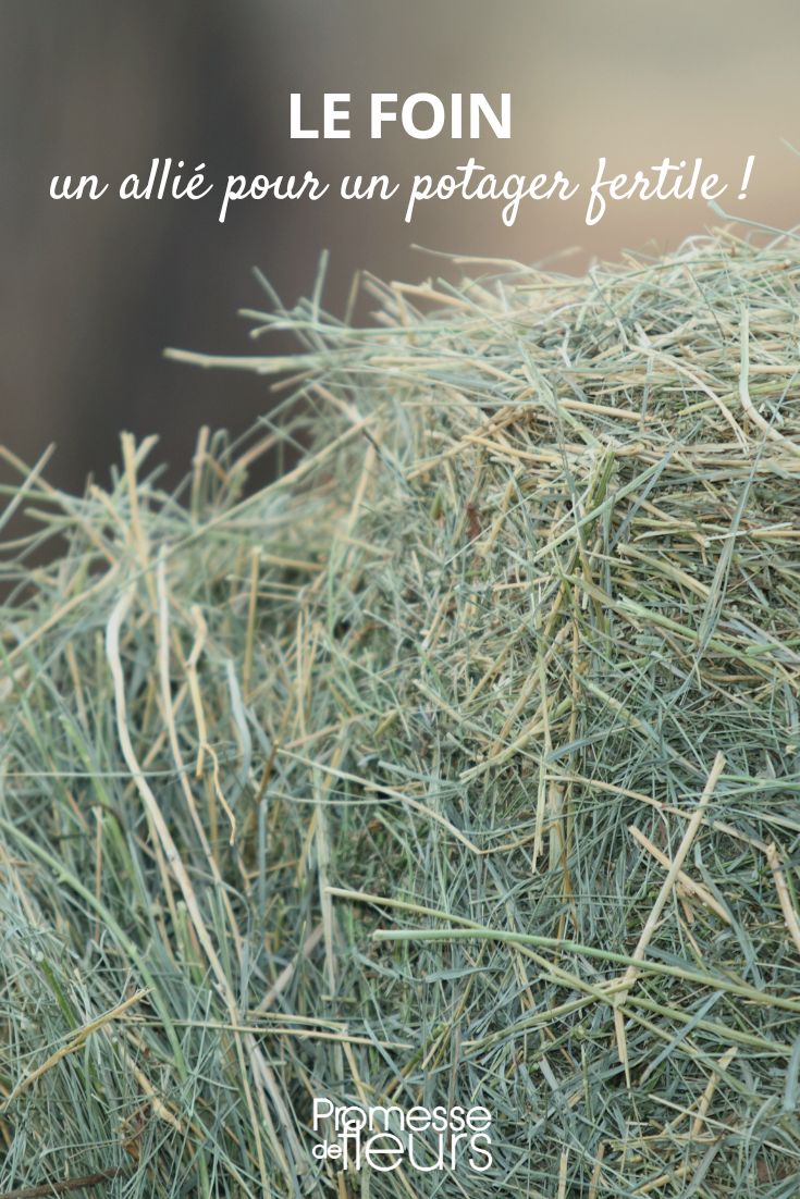 Hay, an ally for a fertile vegetable garden mulching with straw in the vegetable garden