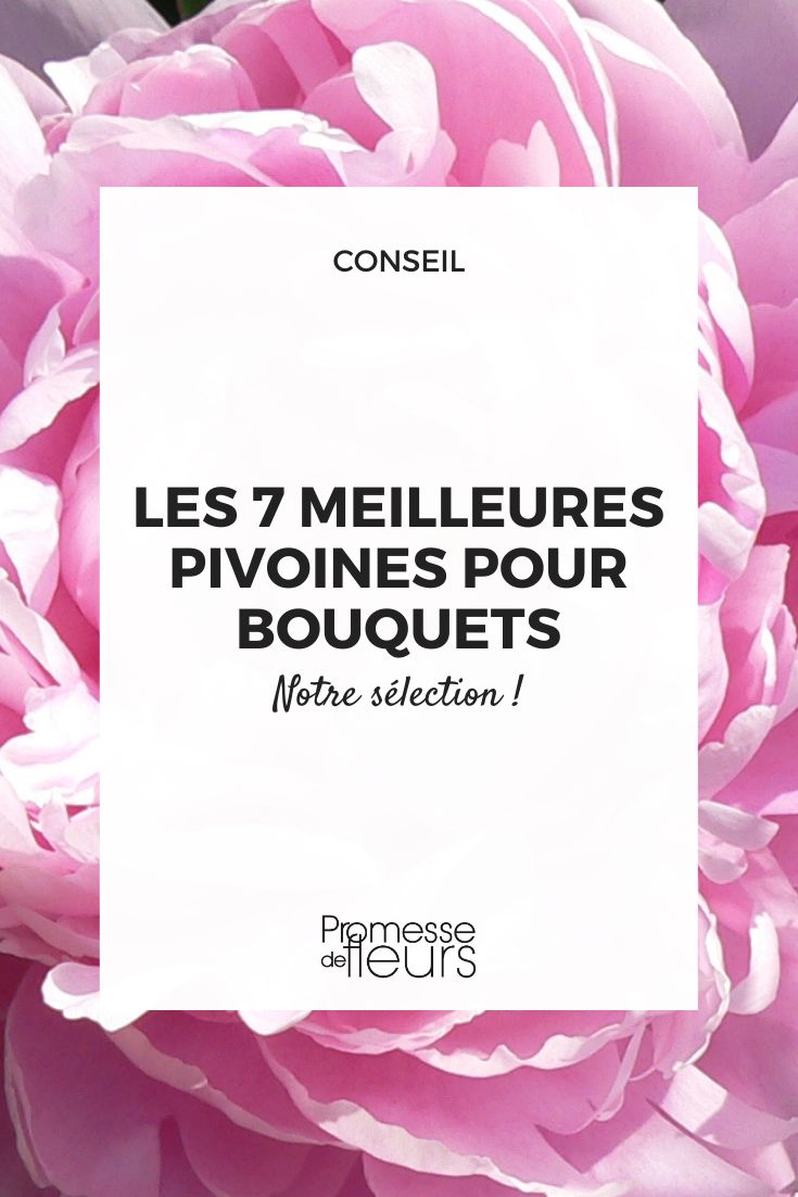 Sarah Bernhardt peony