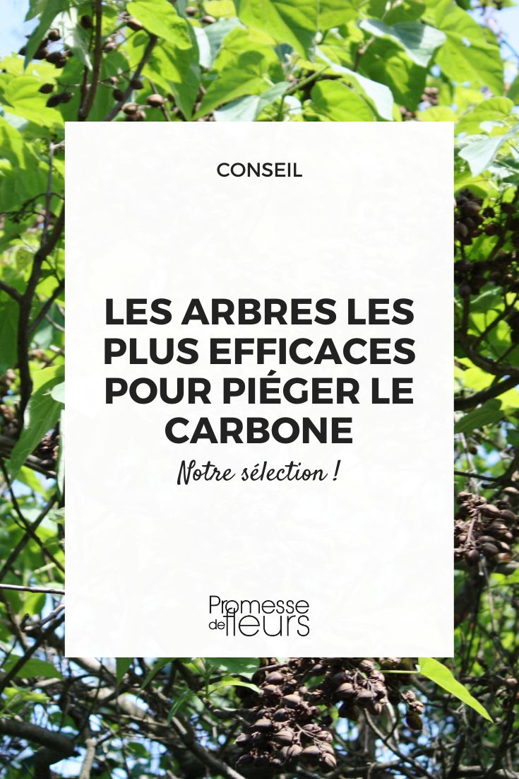 The most effective trees for trapping carbon