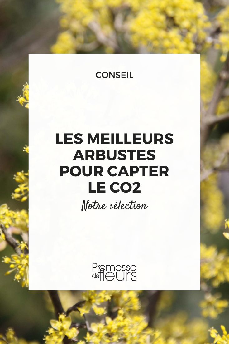 The best bushes for capturing CO2 naked Cornus