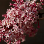 The best dwarf lilacs: for pots or small gardens.