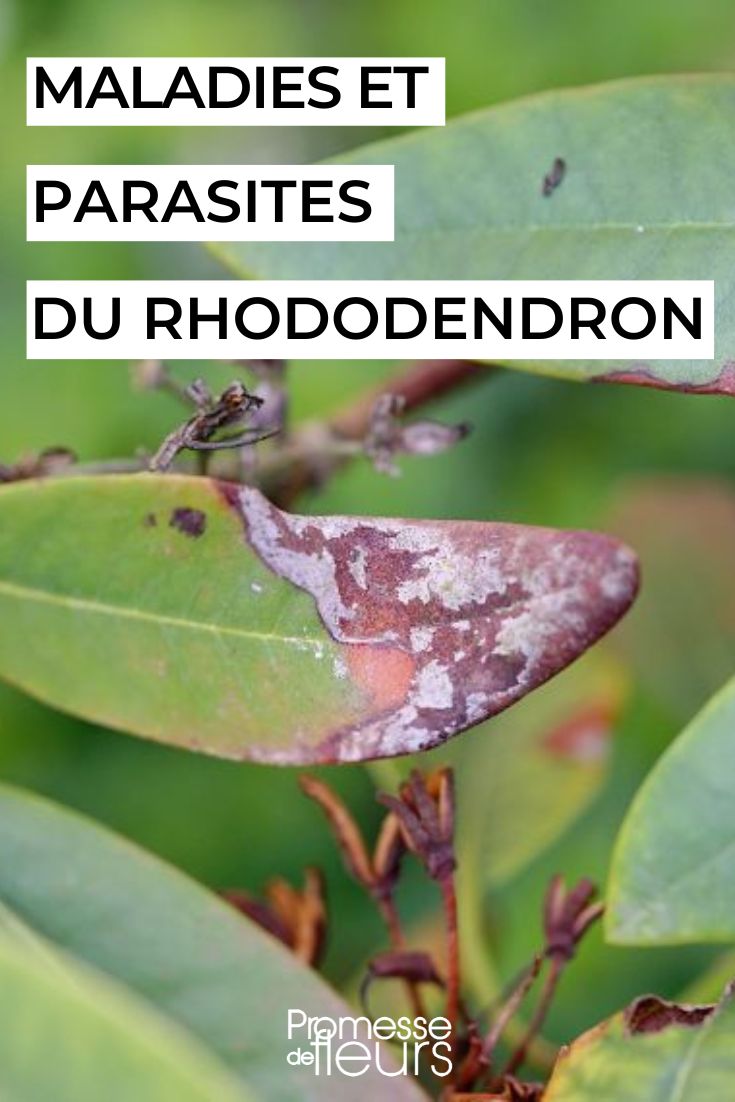 caring for a rhododendron