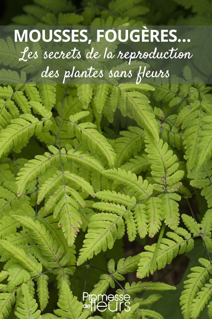 Gymnocarpium Dryopteris / Oak Fern