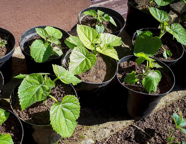 How to propagate Paulownia ?