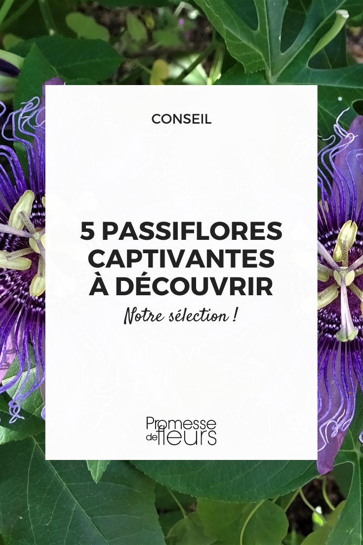Passionflowers: 5 captivating varieties to discover Passionflower 'Incense'