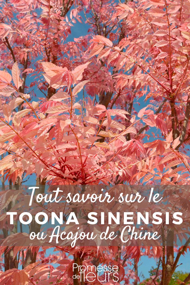 Toona sinensis or Chinese Mahogany: Planting and Growing