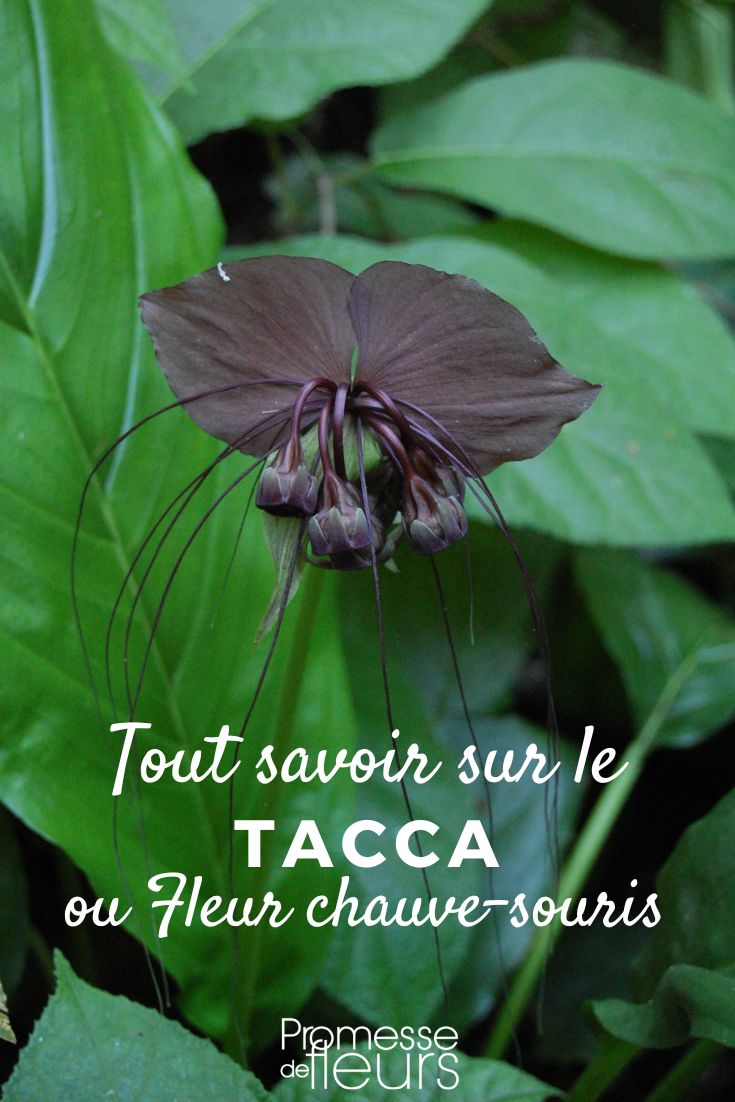 TACCA bat flower