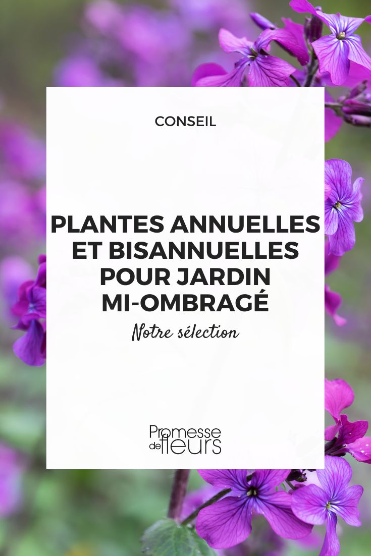 Annual and biennial plants for a semi-shaded garden Lunaria annua