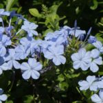 Cape Leadwort - Plumbago: Growing and Care