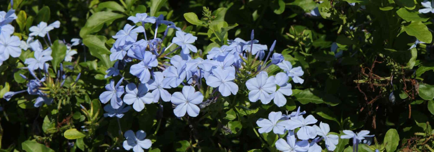 Cape Leadwort - Plumbago: Growing and Care