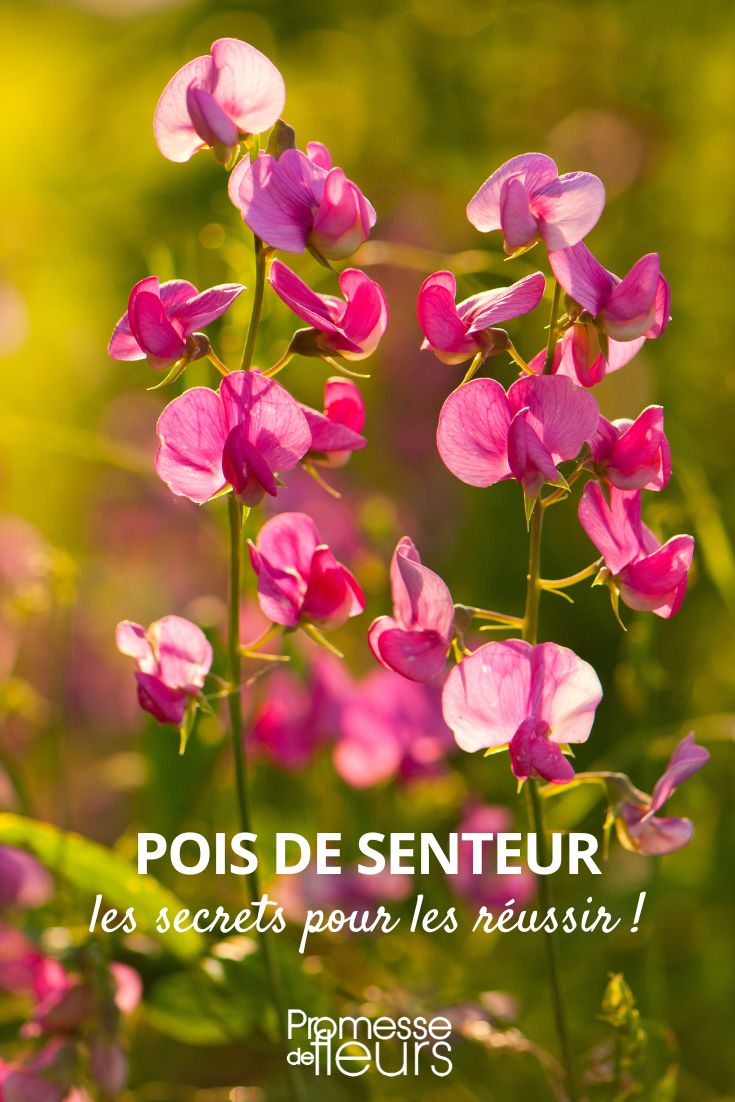 Sweet Peas: Tips for Successful Growing Growing Sweet Peas: Successful Sowing of Sweet Pea Seeds