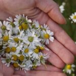 How to recognise camomile? Our guide to getting it right
