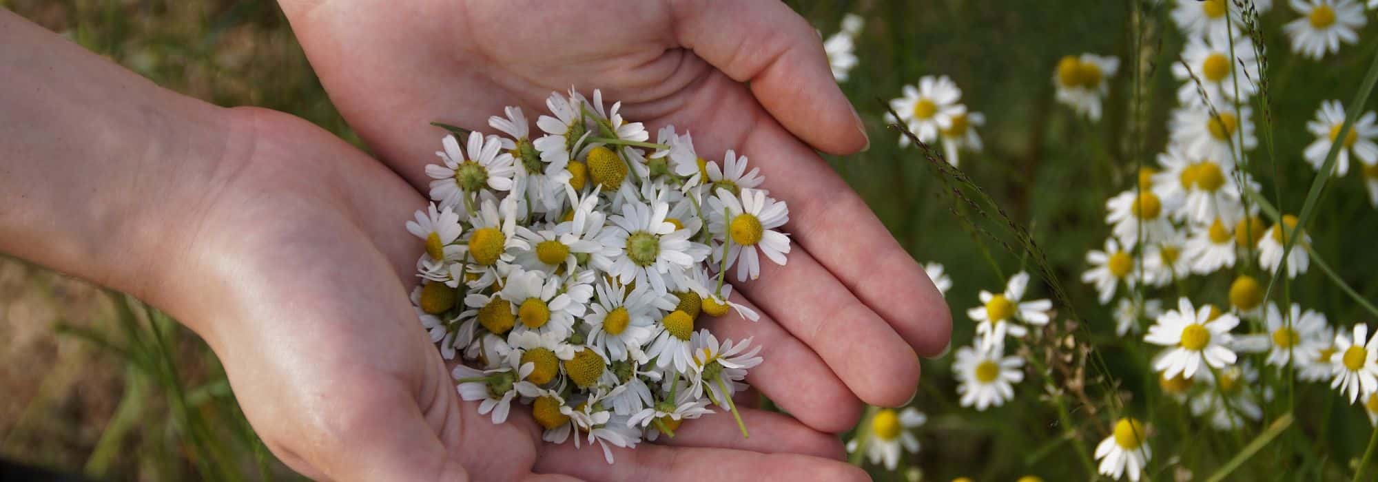 How to recognise camomile? Our guide to getting it right