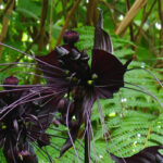 Tacca: Planting, Growing and Care  

Discover our expert advice on how to plant, grow and care for your Tacca (Bat Flower or Devil Flower), an exotic and mysterious tropical plant prized for its unique dark blooms and whisker-like bracts.  

### Planting Tacca  
- **When to plant**: Best planted in spring when temperatures remain consistently warm.  
- **Where to plant**: Thrives in warm, humid environments – ideal for greenhouses or as a houseplant in the UK.  
- **Soil requirements**: Requires rich, well-draining soil with plenty of organic matter.  

### Growing Conditions  
- **Light**: Prefers bright, indirect light – avoid direct sun which can scorch leaves.  
- **Temperature & Humidity**: Keep above 15°C with high humidity (mist regularly or use a pebble tray).  
- **Watering**: Keep soil consistently moist but not waterlogged. Reduce watering in winter.  

### Ongoing Care  
- **Feeding**: Apply a balanced liquid fertiliser monthly during the growing season.  
- **Pruning**: Remove spent flowers and yellowing leaves to encourage new growth.  
- **Repotting**: Repot every 2-3 years in fresh compost to maintain vigour.  

**Tip**: Tacca can be fussy – mimic its native tropical habitat for best results. Patience is key as young plants may take time to establish before flowering.  

*Note*: The striking black or purple flowers make Tacca a conversation piece, though it requires attentive care to thrive outside its natural habitat.
