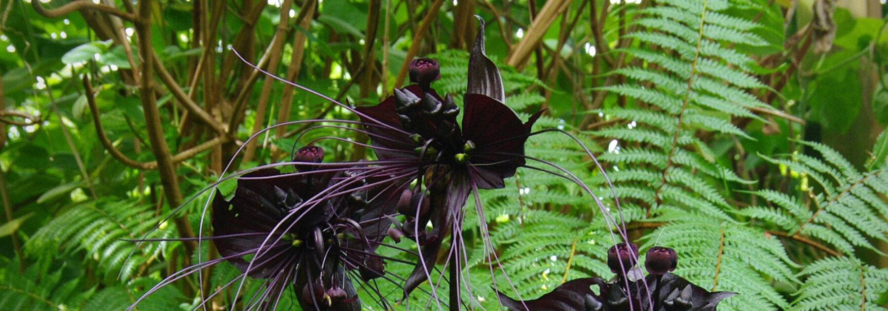 Tacca: Planting, Growing and Care
Discover our expert advice on how to plant, grow and care for your Tacca (Bat Flower or Devil Flower), an exotic and mysterious tropical plant prized for its unique dark blooms and whisker-like bracts.
### Planting Tacca
- **When to plant**: Best planted in spring when temperatures remain consistently warm.
- **Where to plant**: Thrives in warm, humid environments – ideal for greenhouses or as a houseplant in the UK.
- **Soil requirements**: Requires rich, well-draining soil with plenty of organic matter.
### Growing Conditions
- **Light**: Prefers bright, indirect light – avoid direct sun which can scorch leaves.
- **Temperature & Humidity**: Keep above 15°C with high humidity (mist regularly or use a pebble tray).
- **Watering**: Keep soil consistently moist but not waterlogged. Reduce watering in winter.
### Ongoing Care
- **Feeding**: Apply a balanced liquid fertiliser monthly during the growing season.
- **Pruning**: Remove spent flowers and yellowing leaves to encourage new growth.
- **Repotting**: Repot every 2-3 years in fresh compost to maintain vigour.
**Tip**: Tacca can be fussy – mimic its native tropical habitat for best results. Patience is key as young plants may take time to establish before flowering.
*Note*: The striking black or purple flowers make Tacca a conversation piece, though it requires attentive care to thrive outside its natural habitat.