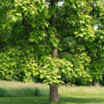 How to prune <em>Catalpa</em>?