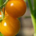 F1 tomatoes: 9 top varieties for delicious harvests