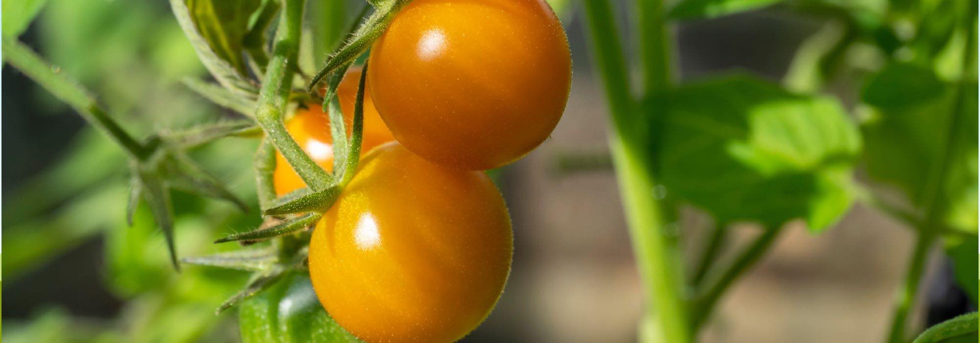 F1 tomatoes: 9 top varieties for delicious harvests
