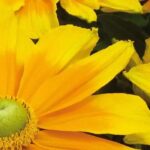 7 yellow-flowering annuals to brighten up your garden.