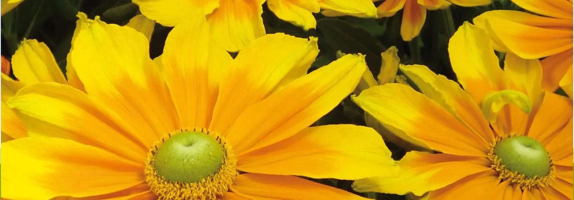 7 yellow-flowering annuals to brighten up your garden.