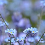 6 stunning annuals or biennials that bloom in partial shade