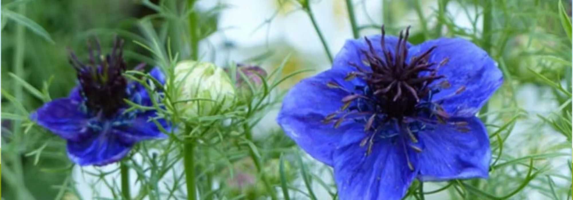 5 annuals for a spring-flowering garden.