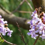 Climate change: the most effective trees for sequestering CO2