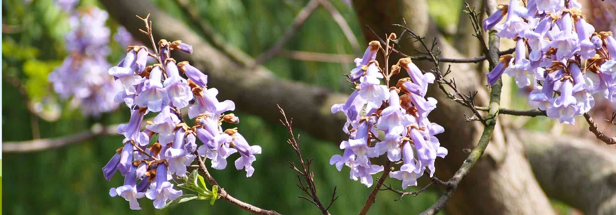 Climate change: the most effective trees for sequestering CO2