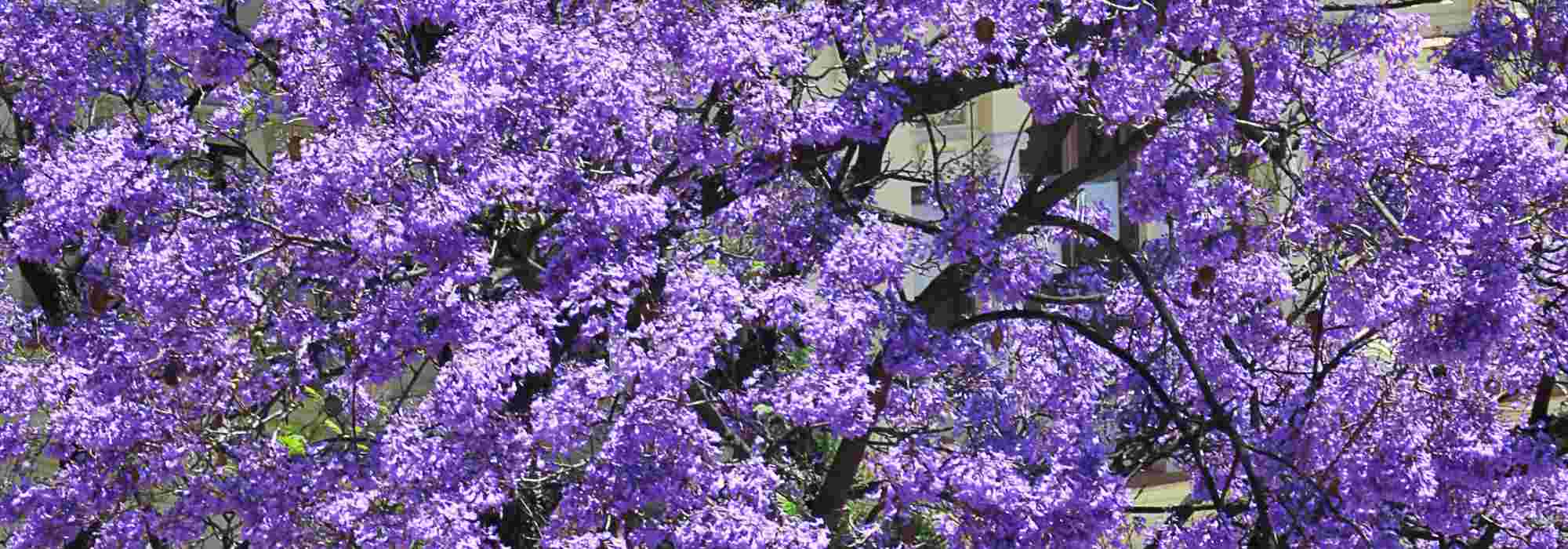 5 inspirational pairing ideas with Paulownia