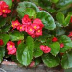 Growing begonias in pots for spectacular flowering