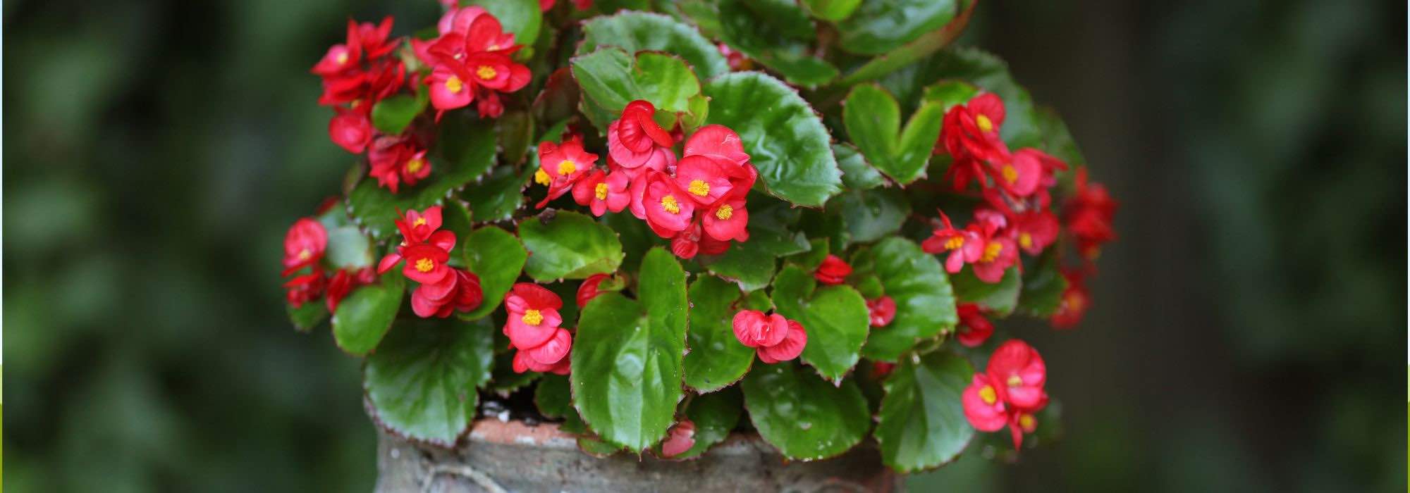 Growing begonias in pots for spectacular flowering