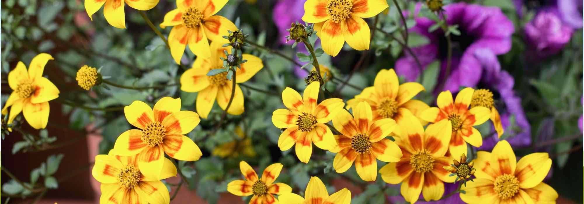Growing Bidens in pots for vibrant flowers