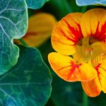 Growing nasturtiums in pots