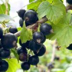 Blackcurrant: choosing the ideal variety with our buying guide