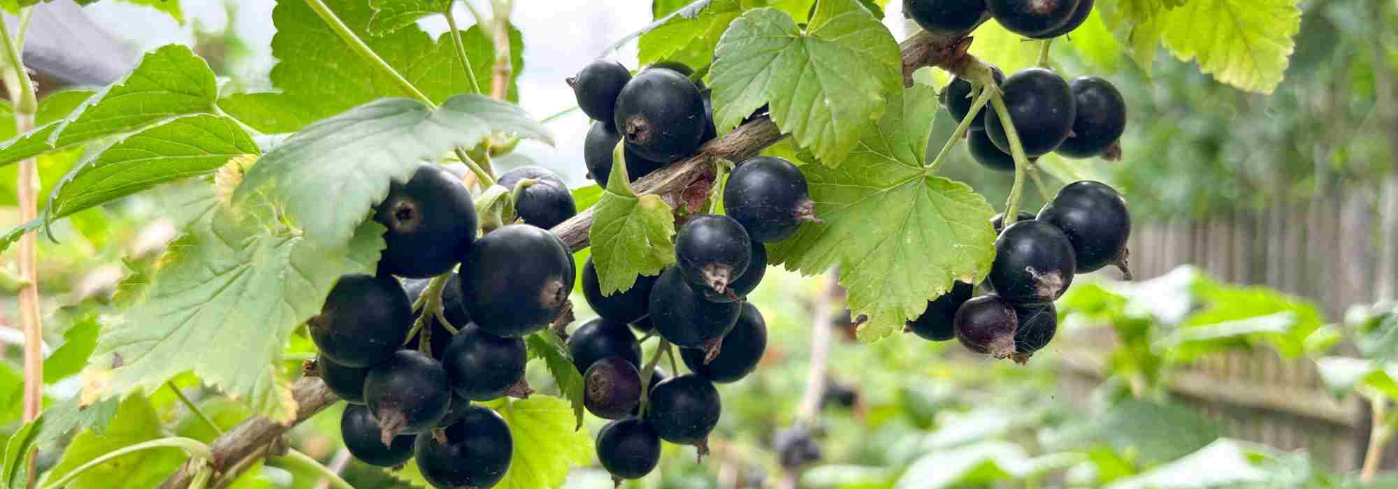 Blackcurrant: choosing the ideal variety with our buying guide
