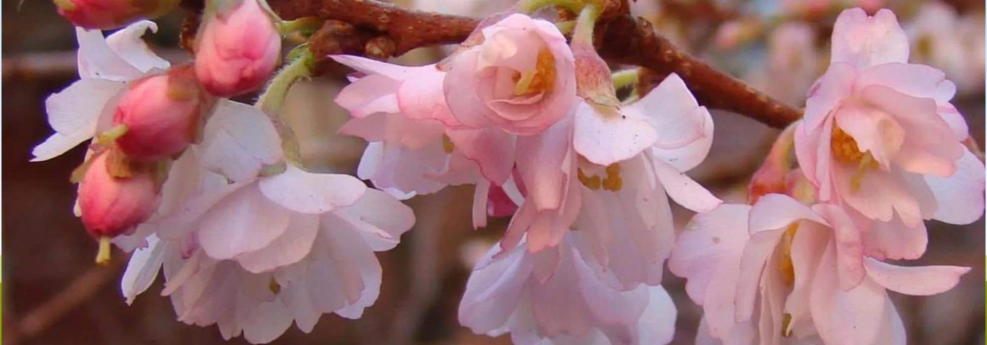 How to choose the right ornamental cherry tree?