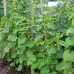 Cucumbers in the vegetable patch: how to grow them vertically?