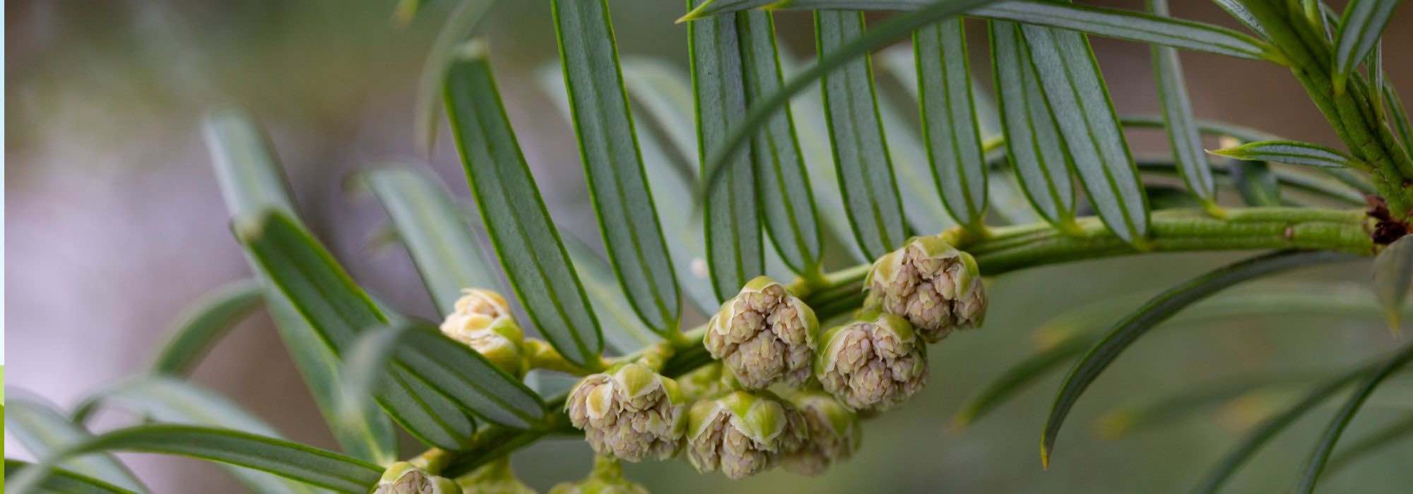 7 conifers to brighten up shaded spaces