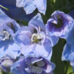 Grow delphiniums in pots for spectacular flowering.