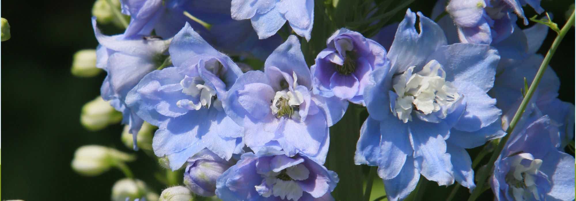 Grow delphiniums in pots for spectacular flowering.