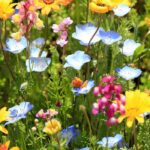 Growing flowers for cut flower arrangements