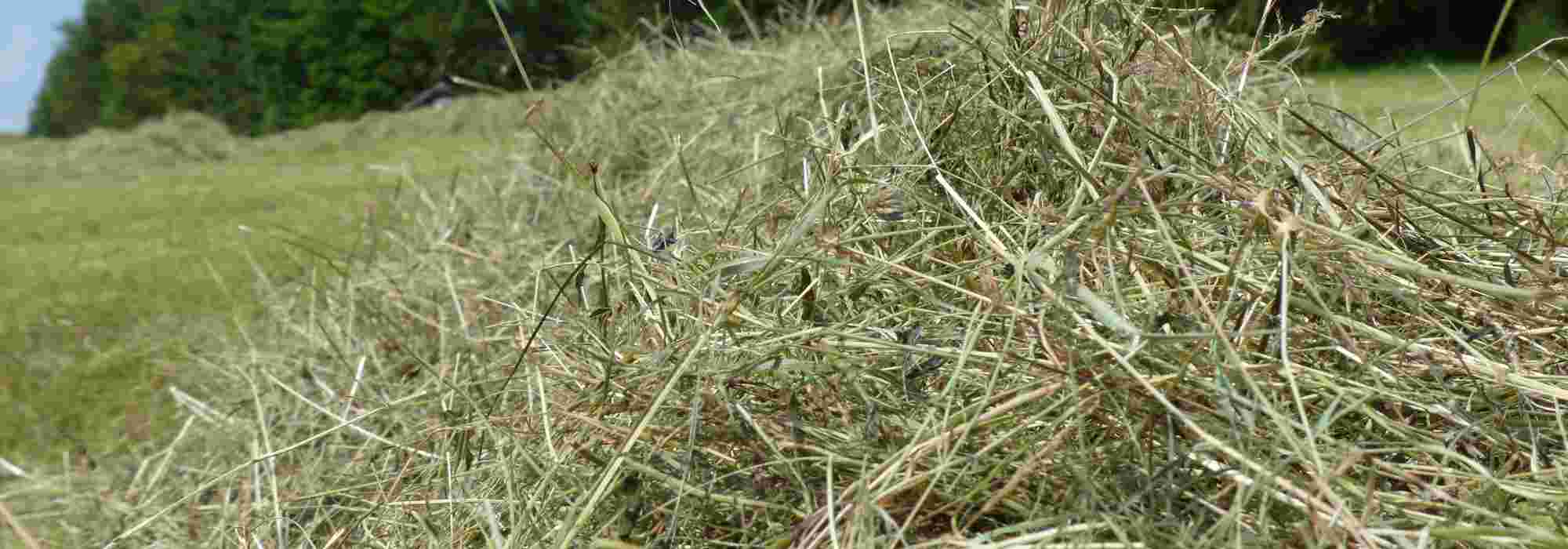 Hay: the natural solution for a productive vegetable garden