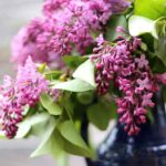 Scented lilacs: how to force flowering for enchanting bouquets?