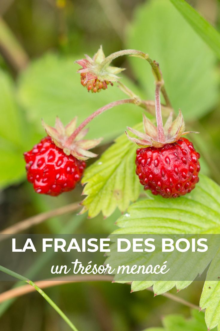 An Endangered Treasure