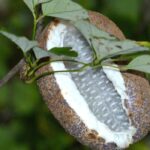Akebia and its edible fruits: a treasure to discover